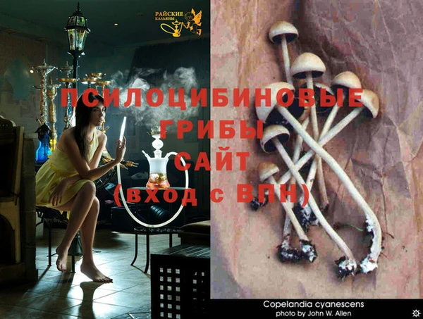 PSILOCYBIN Новый Уренгой